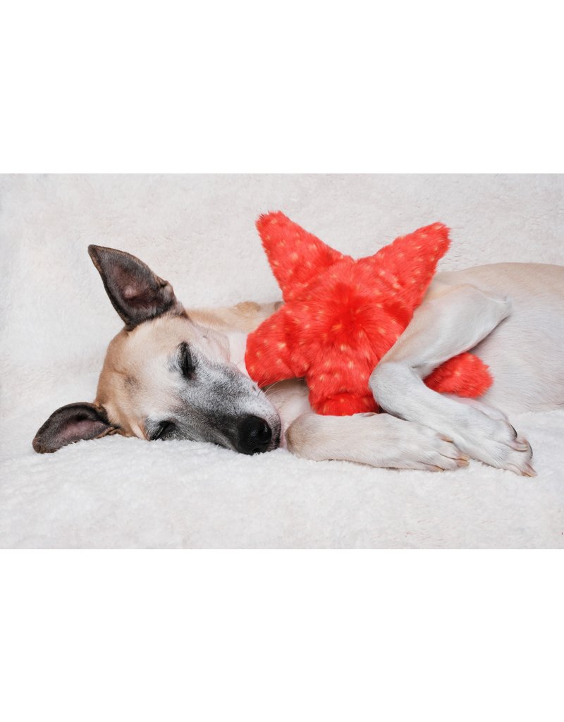 Fabric Dog Leash with Starfish