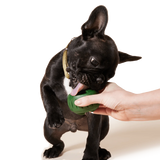 Pupsicle Treat Tray