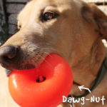 Dawg Nut Toy